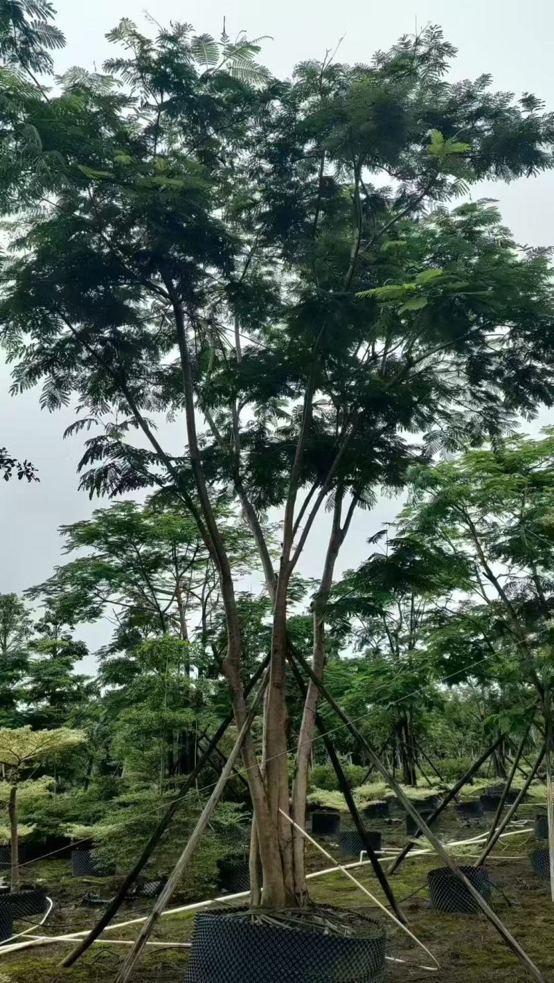 凤凰木、红花楹各规格大量低价出售