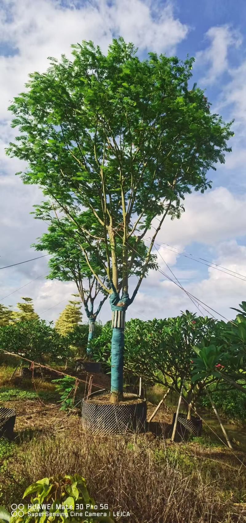 凤凰木、红花楹各规格大量低价出售