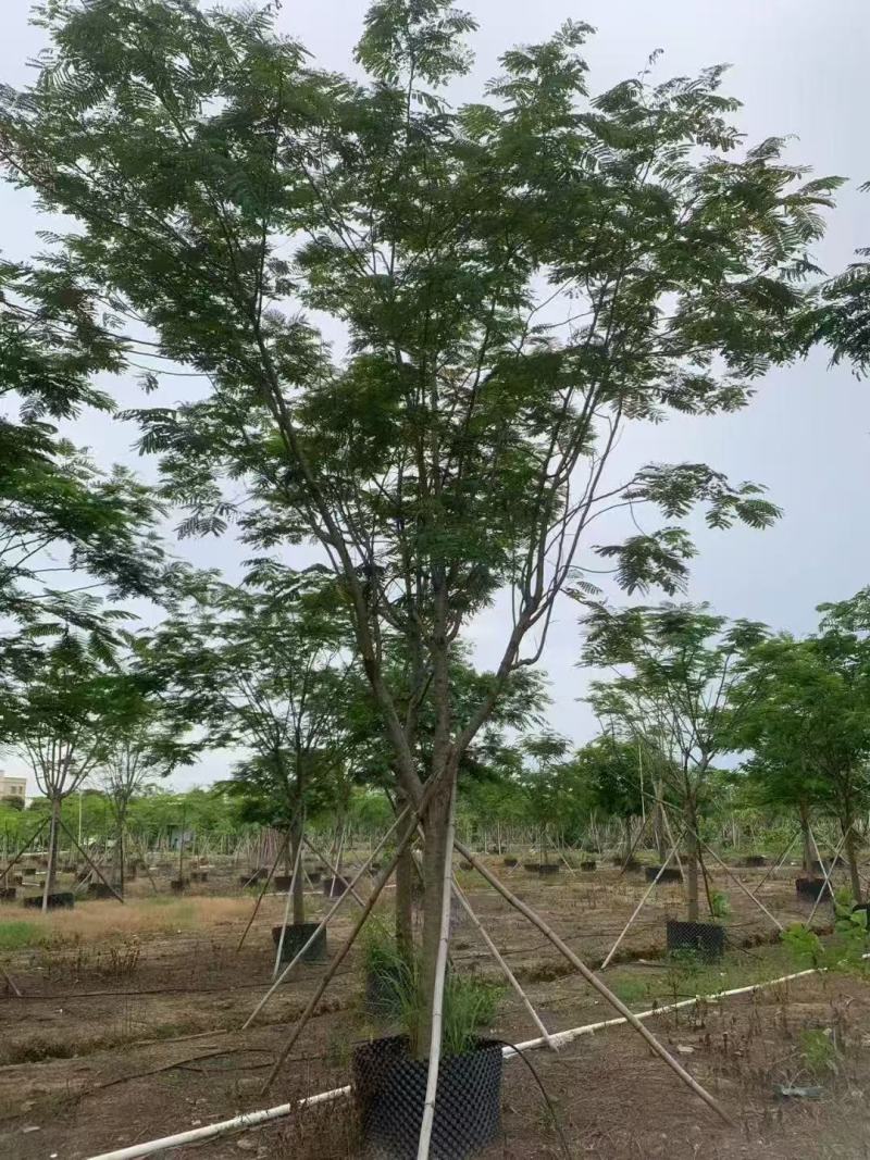 凤凰木、红花楹各规格大量低价出售