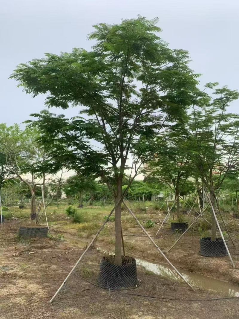 凤凰木、红花楹各规格大量低价出售