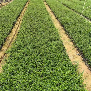 福建茶各规格大量低价出售