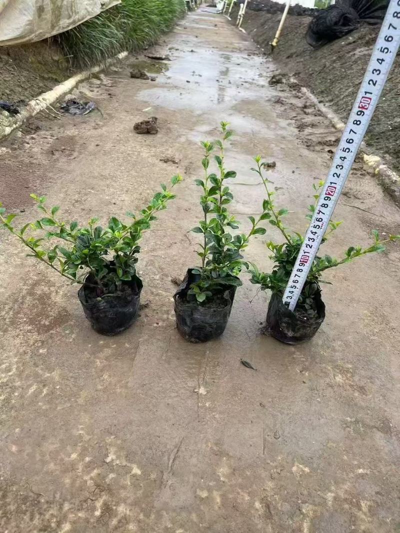 福建茶各规格大量低价出售
