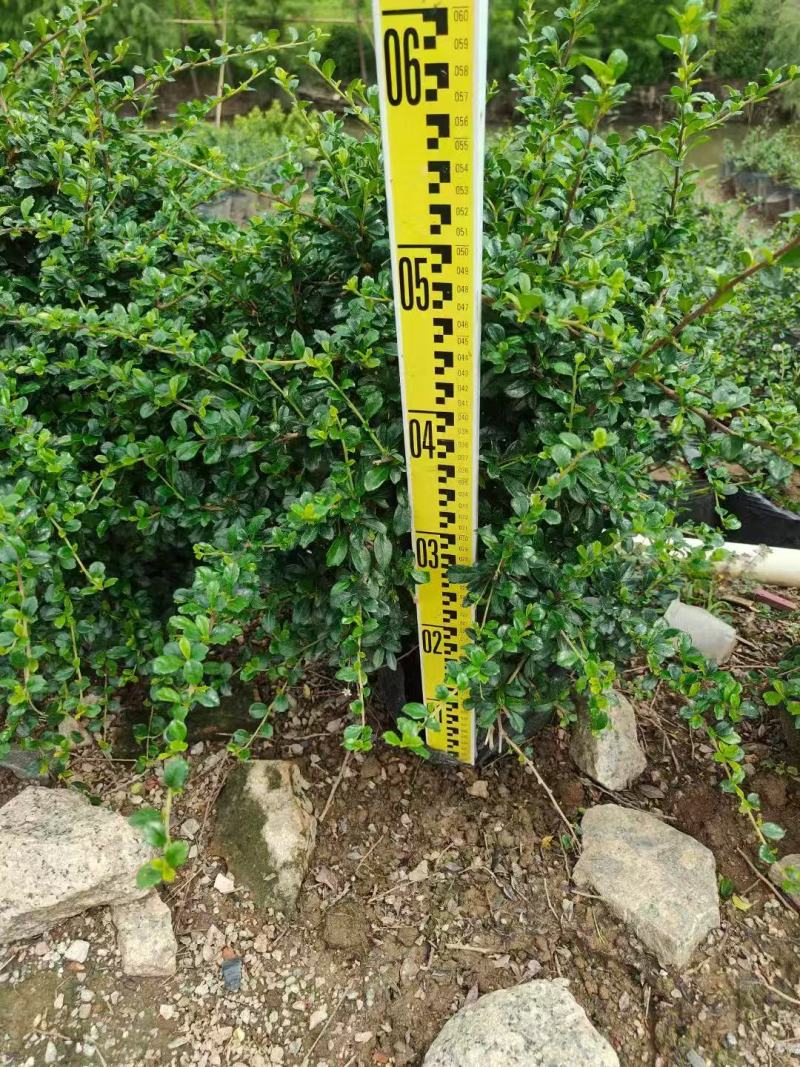福建茶各规格大量低价出售