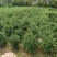 福建茶各规格大量低价出售