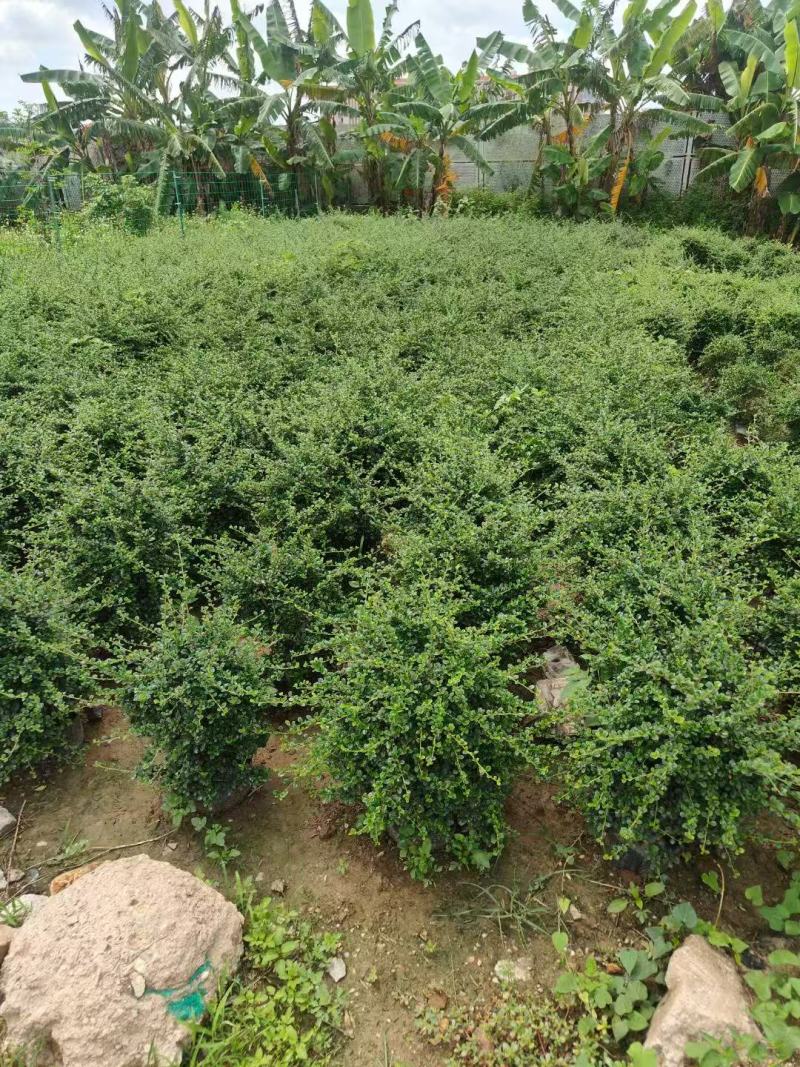 福建茶各规格大量低价出售