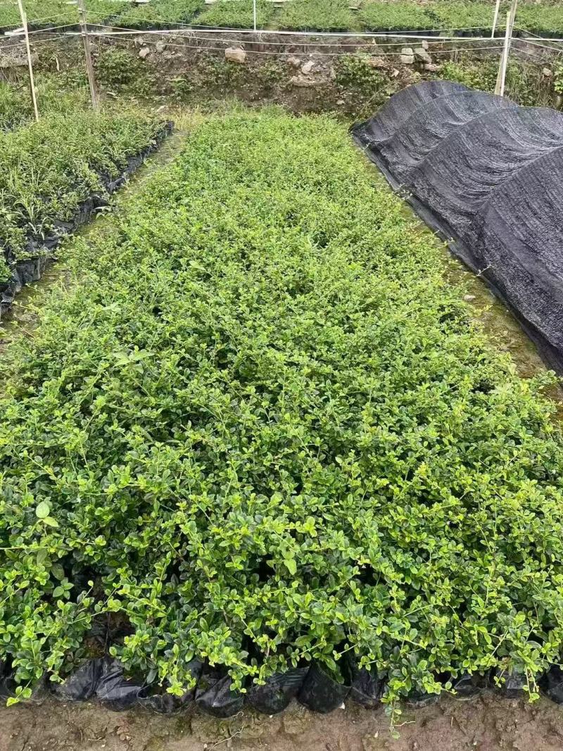 福建茶各规格大量低价出售