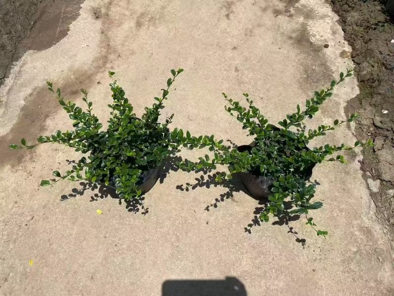 福建茶各规格大量低价出售