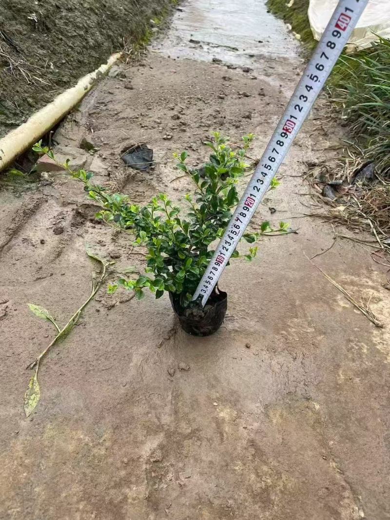 福建茶各规格大量低价出售