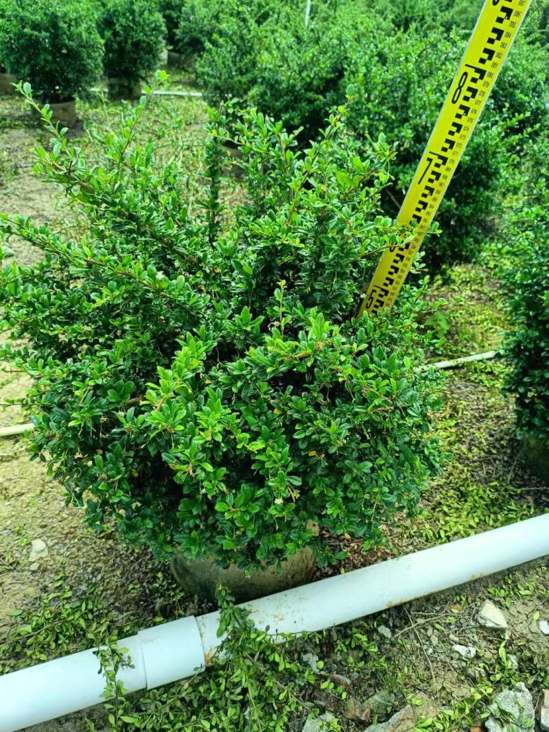 福建茶各规格大量低价出售