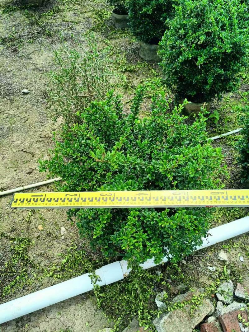 福建茶各规格大量低价出售