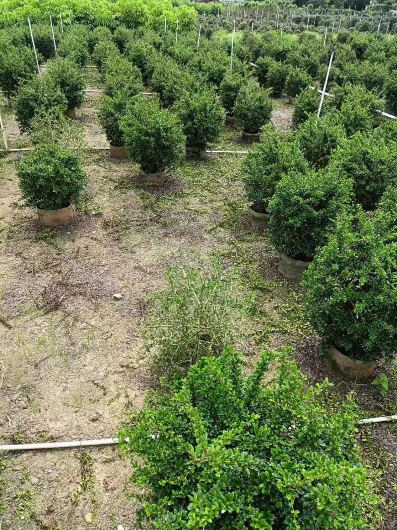 福建茶各规格大量低价出售