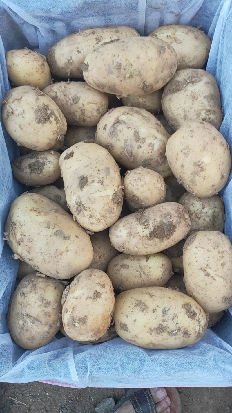 新鲜土豆黄心土豆，产地直销量大质优农家自产，品质保证