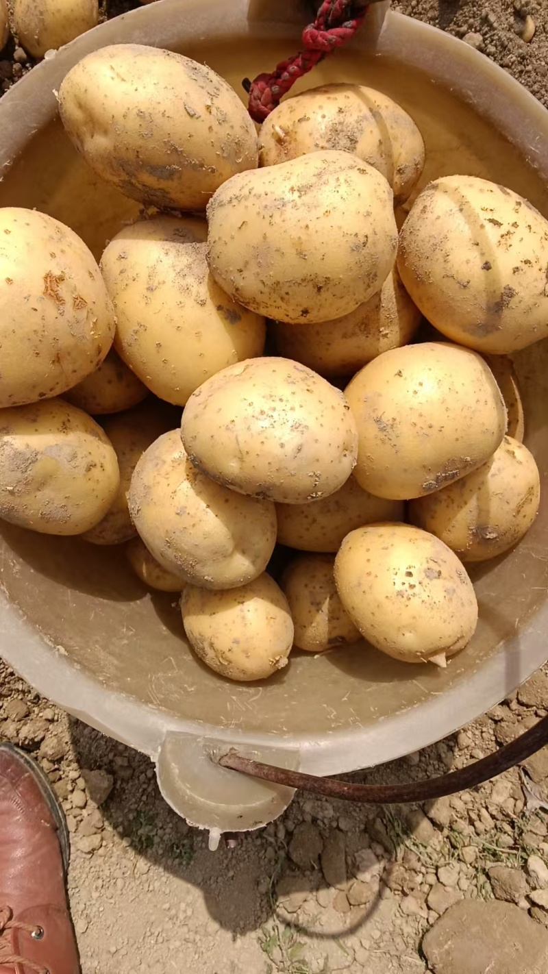 新鲜土豆黄心土豆，产地直销量大质优农家自产，品质保证
