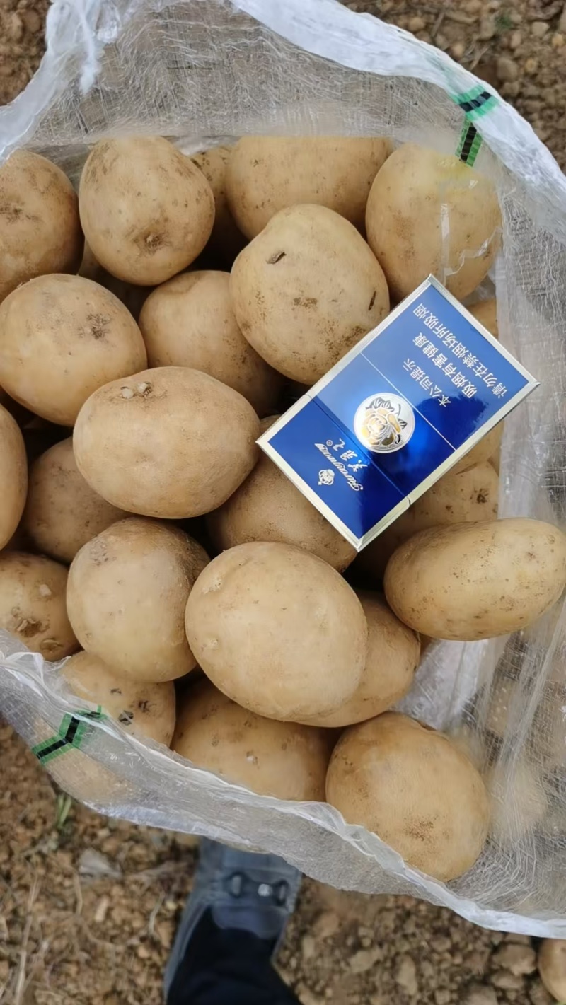 新鲜土豆黄心土豆，产地直销量大质优农家自产，品质保证