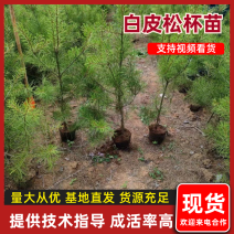 【松树苗】油松苗白皮松杯苗油松营养袋苗全国发货