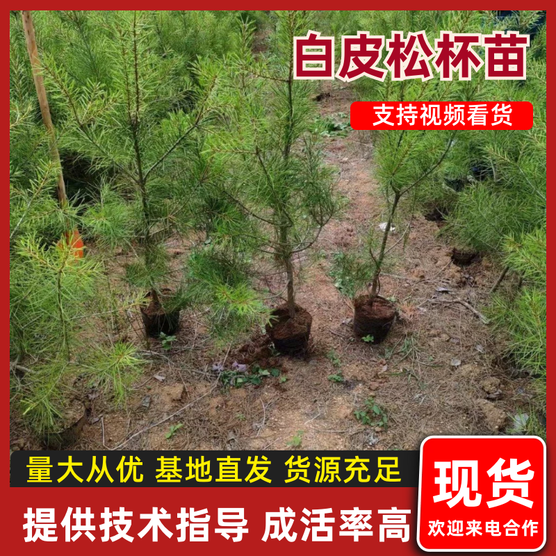 【松树苗】油松苗白皮松杯苗油松营养袋苗全国发货