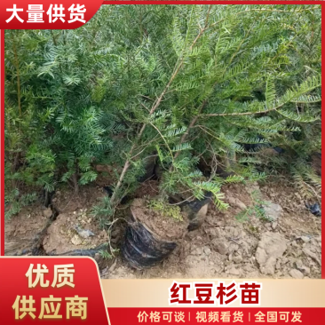 【红豆杉苗】甘肃红豆杉杯苗大量供应全国发货提供技术