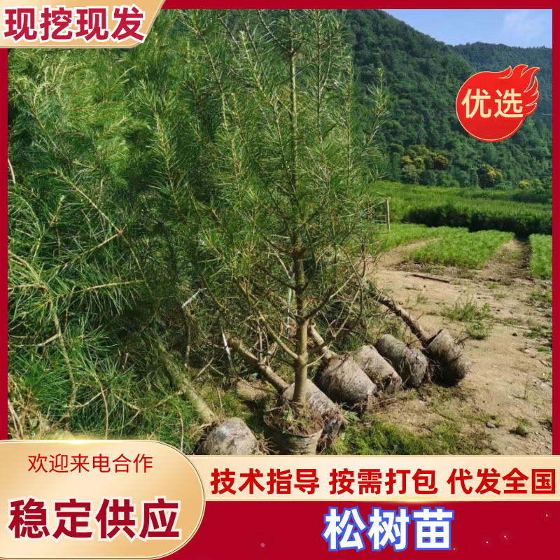 【松树苗】白皮松苗两米起步货源充足提供技术欢迎咨询
