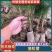 【松树苗】油松苗营养袋苗两年生苗15-20起步大量出售