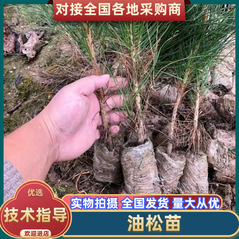 【松树苗】油松苗营养袋苗两年生苗15-20起步大量出售