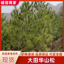 【华山松】甘肃松树大田华山松2.5-3.5米提供技术