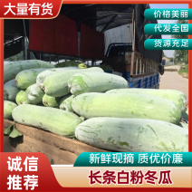 安徽白条冬瓜/长条白粉冬瓜，对接全国发货视频看货