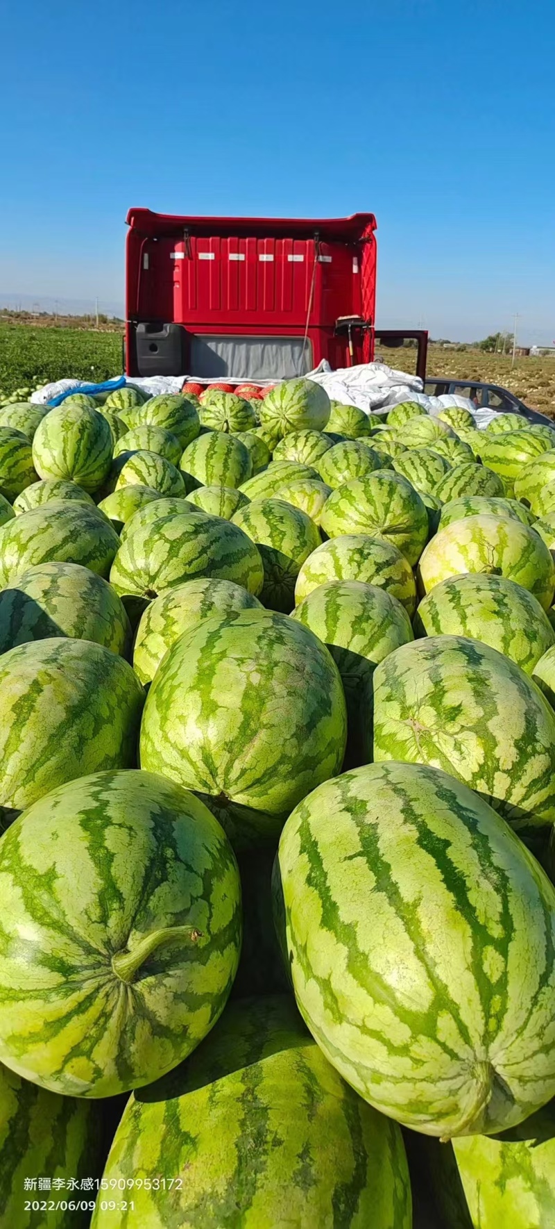 西瓜金城5号西瓜新疆西瓜大量上市皮薄多汁欢迎咨询
