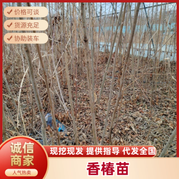 【香椿苗】香舂小苗1.5-2.5米起步苗圃直发提供技术