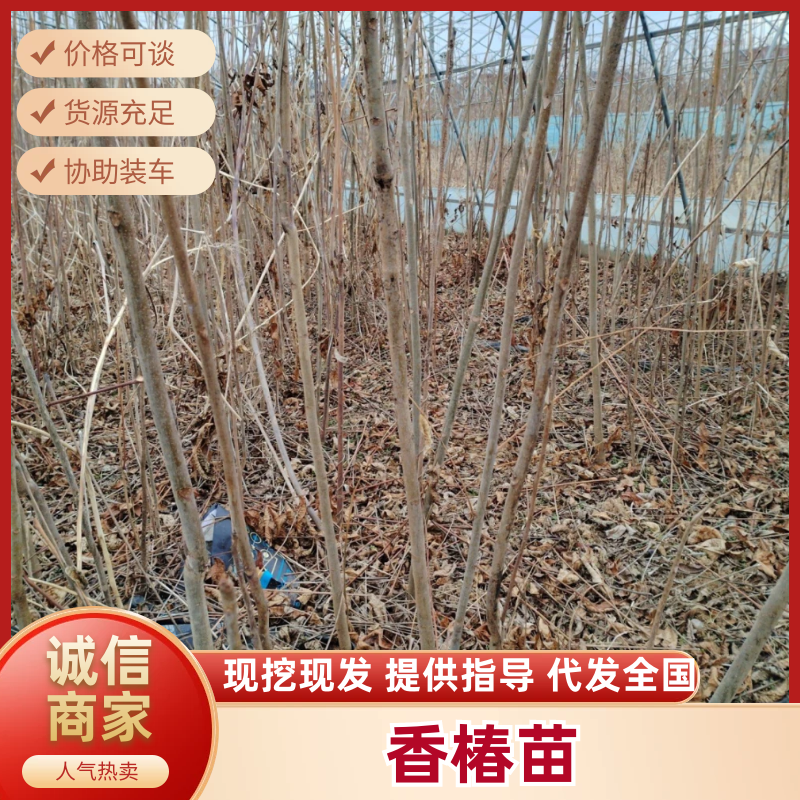 【香椿苗】香舂小苗1.5-2.5米起步苗圃直发提供技术