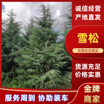 【松树】大田雪松3/4/5米基地直发提供技术欢迎来电
