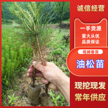【松树】甘肃油松一米起步白皮松五十起步规格齐全