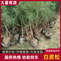 【白皮松】白皮松杯苗一米到一米五起步18/18/21/21