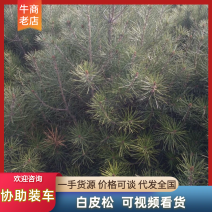 白皮松甘肃松树一米到两米五起规格可选价格优惠