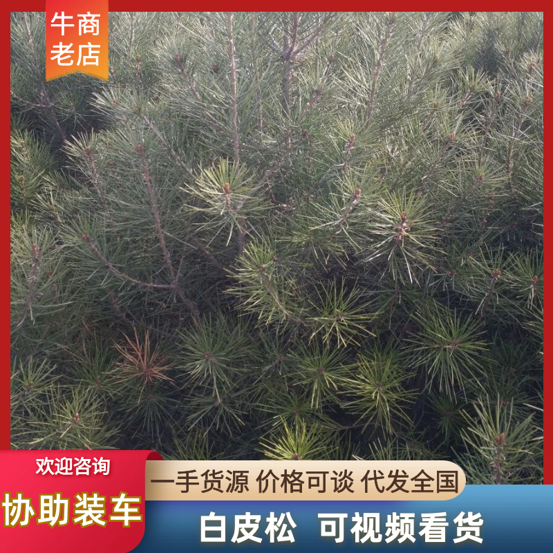白皮松甘肃松树一米到两米五起规格可选价格优惠