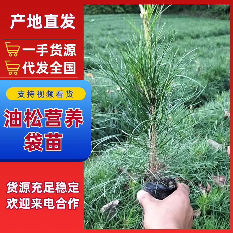 【松树苗】油松营养袋苗10/30公分起步量大从优欢迎咨询
