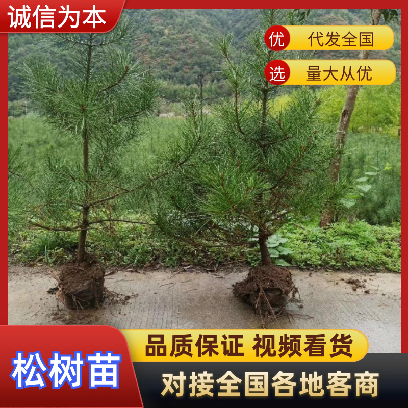 【油松苗】油松杯苗18/18/21/21大量供应规格齐全