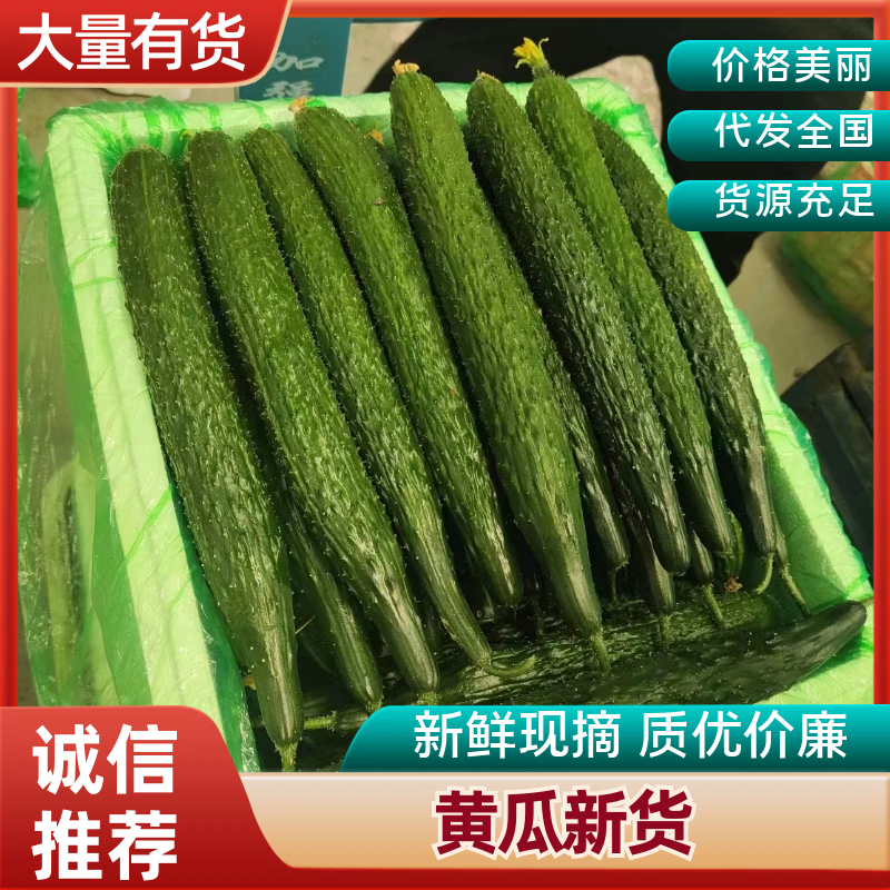 密刺黄瓜精品黄瓜产地直发质量保证对接商超市场社区等