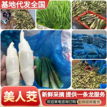 《美人茭》精品茭白大量有货一手货源可全国发货
