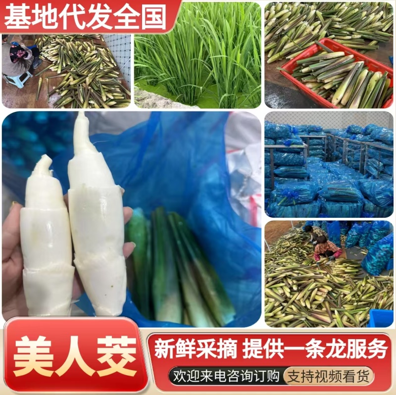 《美人茭》精品茭白大量有货一手货源可全国发货