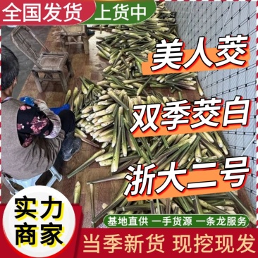 双季茭白宁波茭白新鲜货源价格美丽对接各大平台
