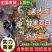 双季茭白宁波茭白新鲜货源价格美丽对接各大平台