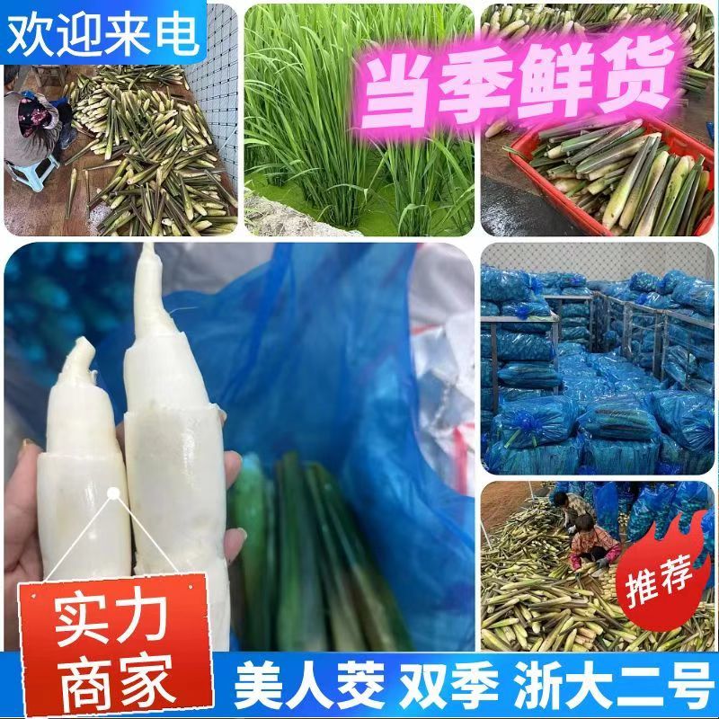 《推荐》美人茭基地直供自产自销一手货源全国发货中