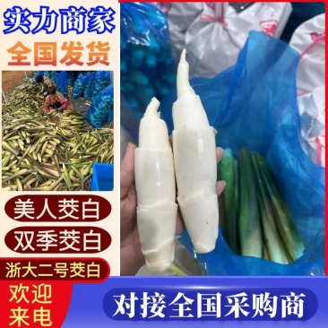 《推荐》浙江浙大三号茭白/自产自销/量大从优/电商批发