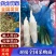 《推荐》浙江浙大三号茭白/自产自销/量大从优/电商批发