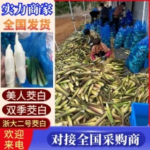 浙大二号茭白/浙江茭白/自产自销/对接电商～批发～商超等