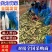 浙大二号茭白/浙江茭白/自产自销/对接电商~批发~商超等