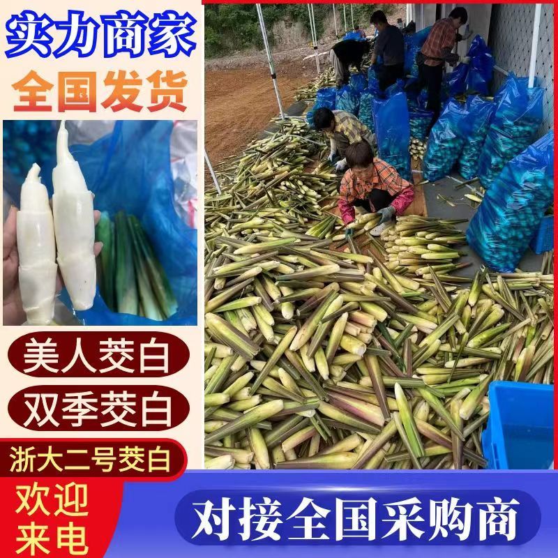 浙大二号茭白/浙江茭白/自产自销/对接电商～批发～商超等
