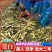 《推荐》双季茭白/浙江茭白/自产自销/货源充足/全国发货
