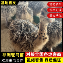 非洲鸵鸟苗1~4个月成活率高，包售后，提供养殖技术可看货