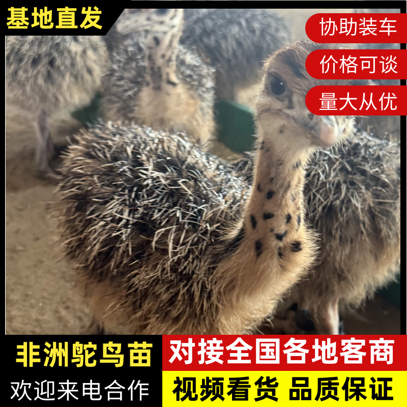 非洲鸵鸟苗1~4个月成活率高，包售后，提供养殖技术可看货